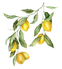 Lemon Fruit big Branch. Hand drawn watercolor illustration of yellow tropical citrus Food on white isolated background. Drawing of lemon tree with green leaves. Sketch of juicy for menu.