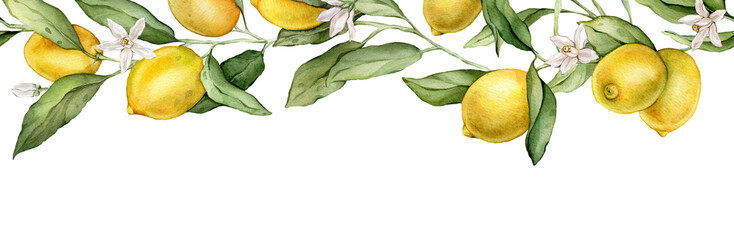 Seamless horizontal border or banner tropical lemon and white flower. Hand drawn watercolor illustration on white isolated background. Citrus pattern for frame or banner. Fruit with green leaves
