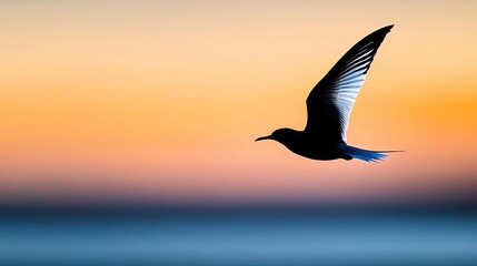 Bird in flight against a colorful sunset background.