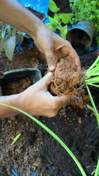 A man potting indoor plants with cocopeat.