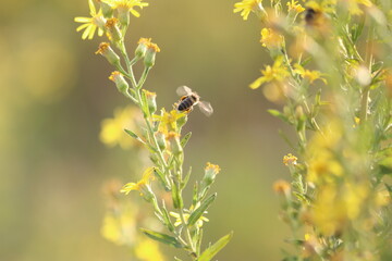 honeybee flying over  Dittrichia viscosa (False Yellowhead) flower