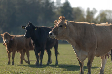 Close up profile portrait of grey cow on the grassland in the middle of membered herd. Calm animal taken from below. Side face