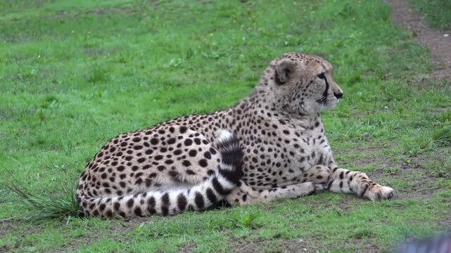 Cheetah resting 4K in animal refuge at Galicia, Spain. High quality 4k footage
