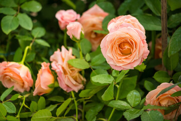 Beautiful Pink Rose in Full Bloom with Lush Green Leaves in a Garden Setting