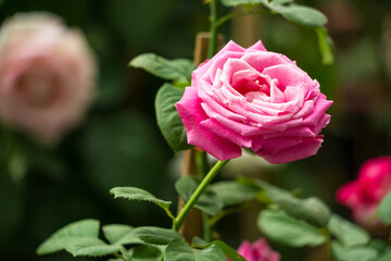 Beautiful Pink Rose in Full Bloom with Lush Green Leaves in a Garden Setting