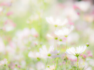 Obraz premium 秋の公園や花壇を彩るコスモスのある風景。背景。自然風景素材。