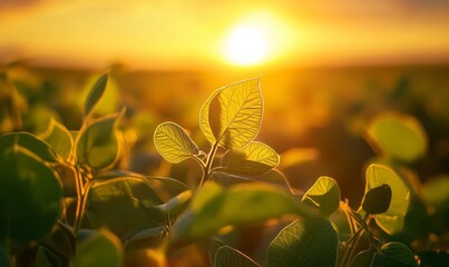 Vibrant soybean crop in rural farmland illuminated by golden sunset horizon
