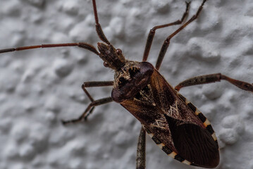 WESTERN CONIFER SEED BUG - Insect walking on the wall