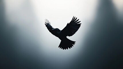 Fototapeta premium Silhouette of a soaring bird against a misty background, capturing freedom and grace.