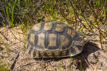 The red-belly tortoise seen near Darling in the Western Cape of South Africa