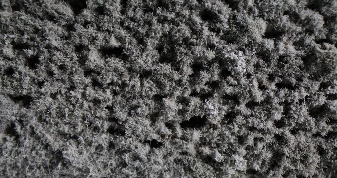 Closeup macro of gray mold covering decomposed food