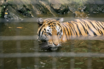 Tiger Swimming in Water at the Zoo