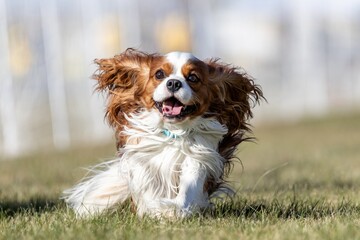 Cavalier King Charles Spaniel Running Lure Course Sprint Dog Sport