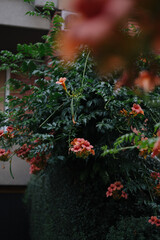 Fototapeta premium Colorful trumpet vine blooms adorn a garden in Vozdovac, Belgrade