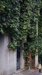 Naklejka premium Ivy leaves covering a door in Vraсar, Belgrade