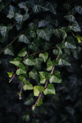 Close-up of ivy leaves in Belgrade, showcasing vibrant greenery