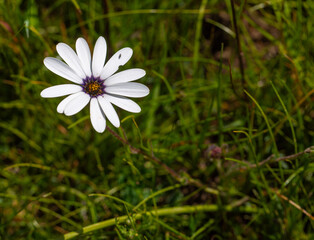 Two flowers of the common white African Daisy (Dimorphtotheca pluvialis) in natural habitat close to Darling in the Western Cape of South Africa