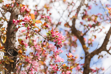 Cherry Blossoms in the Park