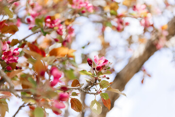 Cherry Blossoms in the Park