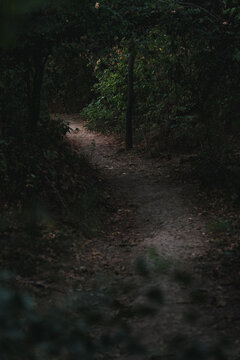 Dark pathway through the forest in Banjica Park, Belgrade