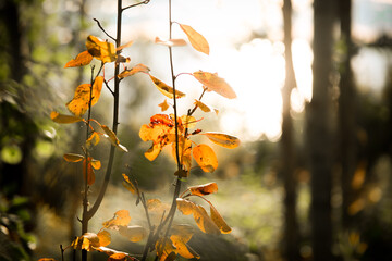 Fall Foliage Leaves in a Forest with Sunset Glow