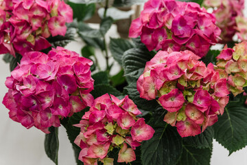 Voluminous Pink Hydrangeas in a Pot
