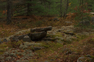 forest floor piled rocks path fall leaves