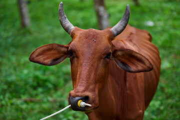 Close-up view of cow on field