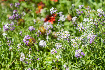 Sweet alyssum flowers in the garden