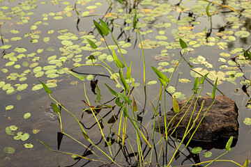 Lily pads floating in lake water