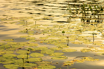 Summer glow on floating lily pads on a lake