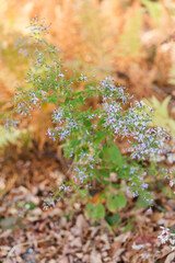 Delicate purple wildflowers in a woodland setting with autumn leaves