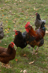 Group of chickens standing on grass in a natural outdoor setting
