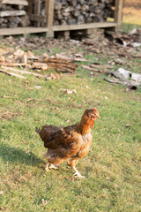 Rust color chicken walking on grassy yard with woodpile in background
