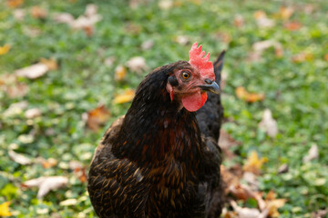Close-up of a black chicken with a red comb on green grass