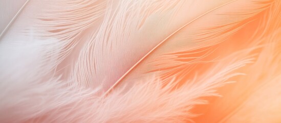 Fototapeta premium Soft and Delicate White Feathers