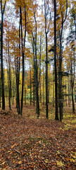 Landscapes - Forest - Europe, Romania, Suceava region
