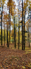 Landscapes - Forest - Europe, Romania, Suceava region