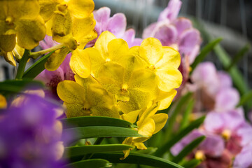 Close-Up of Radiant Yellow Orchids Surrounded by Pastel Blooms