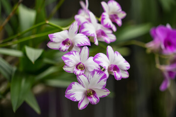 Fototapeta premium Close-Up of Radiant Yellow Orchids Surrounded by Pastel Blooms