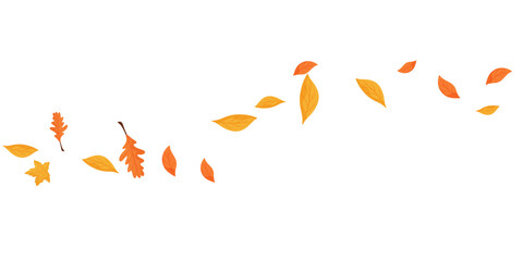 Wave of falling leaves. Leaf fall. Autumn falling leaves on a transparent background.