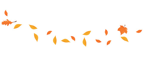 Wave of falling leaves. Leaf fall. Autumn falling leaves on a transparent background.