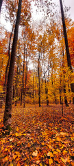 Landscapes - Forest - Europe, Romania, Suceava region