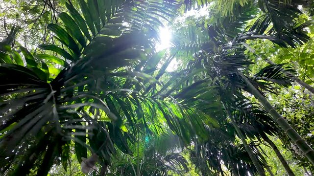 Lush tropical vegetation with sunlight peeking through dense green leaves. The image captures the serenity and beauty of a vibrant rainforest. Ideal for themes of nature and environmental awareness.
