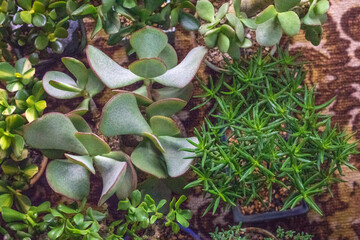 Money trees - crassulas of different varieties stand on the floor. Beautiful background of plants