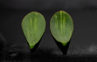 Cut leaves: Crassula Blue Hale mediovariegated Mariupol