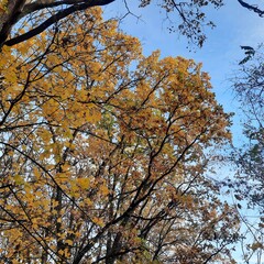 autumn in the park