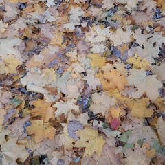 autumn leaves background