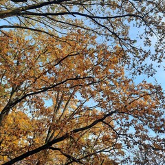 Autum and yellow oak