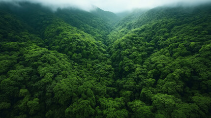 Fototapeta premium Aerial view of a dense green rainforest canopy under a misty sky, creating a lush and vibrant natural landscape with rolling hills covered in thick foliage.